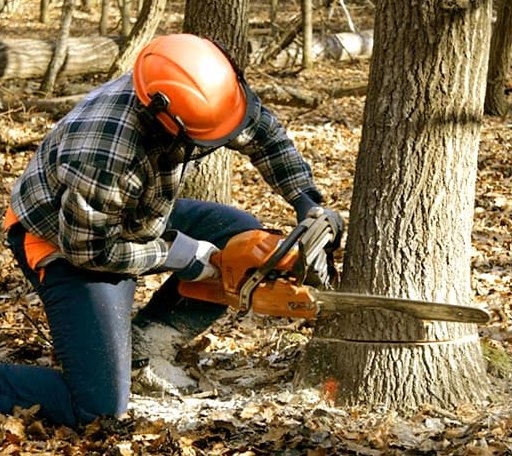 Tree Removal in North Newton, KS